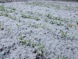 Snow fell on the garden where vegetables grow in the village photo