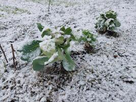 nieve cayó en el jardín dónde vegetales crecer en el pueblo foto