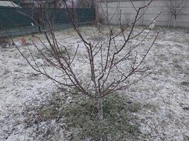 Snow fell on bushes and trees in the village photo