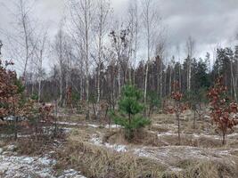 Snow fell in a young forest photo