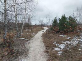 Snow fell in a young forest photo