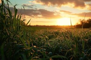 AI generated green field at sunset scene photo