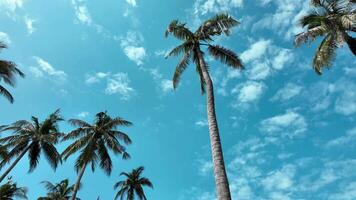 tropical Palma árvores contra uma Claro azul céu com fofo nuvens, capturando uma sereno verão período de férias conceito video