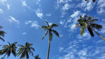 Tropical palm trees against a clear blue sky with sparse clouds, conveying a relaxed summer atmosphere ideal for vacation themed concepts video