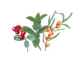 Sea buckthorn berries, lingonberry, mint plant. Branches of berries and aromatic herb. png