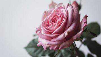 AI generated Pink rose flower on white background. photo