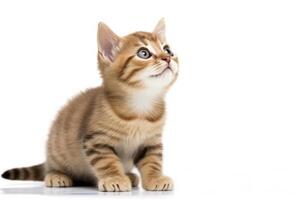 AI generated Playful funny kitten looking up isolated on a white background. AI Generated photo