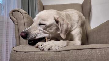 Labrador Relaxes with Stick on Armchair video
