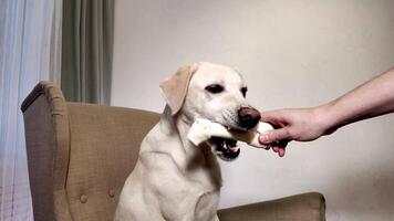 Labrador perdiguero recibe tratar para formación video