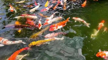 een levendig groep van koi vis zwemmen in een vijver, presentatie van een mengsel van oranje, wit, en geel patronen video