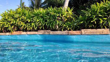 Tropical resort swimming pool with clear blue water flanked by lush greenery and palm trees, conveying a sense of relaxation and vacation video