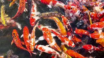 colorida koi peixe enxame dentro uma lago, criando uma vibrante e dinâmico aquático cena video