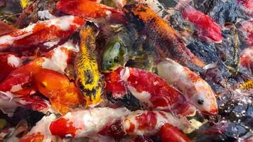 A vibrant group of koi fish eagerly swimming and competing for food in a pond, showcasing a mix of colorful patterns and scales video