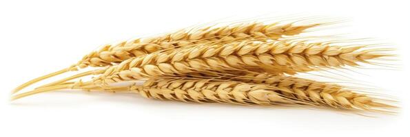 AI generated Wheat ears isolated on white background. AI Generated. photo