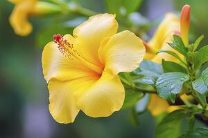 AI generated Close up beautiful yellow hibiscus flower. AI Generated photo