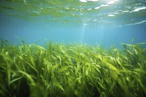 ai generado submarino ver de un grupo de fondo del mar con verde pastos marinos. ai generado foto