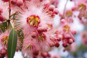 ai generado hermosa goma árbol rosado flores y brotes ai generado foto