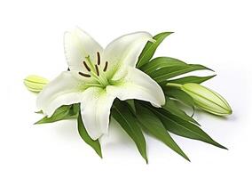 AI generated Beautiful fresh lily flower with green leaves, isolated on white background. AI Generated photo