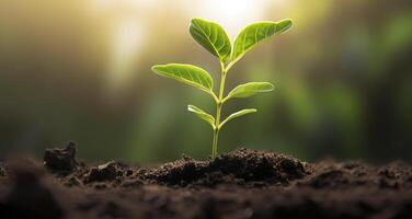 AI generated Small tree growing with sunshine in the garden. eco concept. Generative AI photo