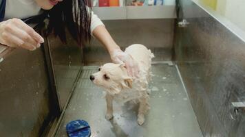 vrouw professioneel groomer het baden hond Bij huisdier spa uiterlijke verzorging salon video