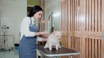 Female professional groomer trimming haircut dog at pet spa grooming salon video