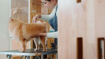 vrouw professioneel groomer trimmen kapsel hond Bij huisdier spa uiterlijke verzorging salon video