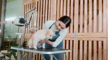 Female professional groomer combing dog fur at pet spa grooming salon video