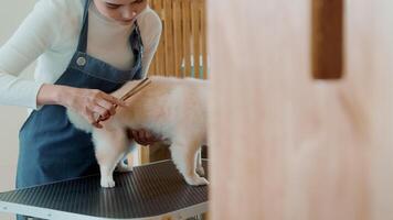 kvinna professionell groomer trimning frisyr hund på sällskapsdjur spa grooming salong video