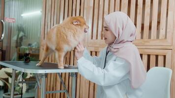 jovem fêmea muçulmano veterinário com estetoscópio examinando cachorro dentro veterinario clínica video