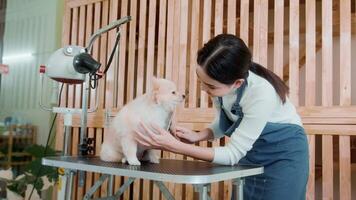 Female professional groomer combing dog fur at pet spa grooming salon video