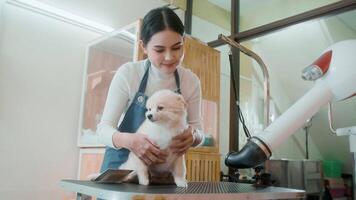 Female professional groomer blowing dry dog fur at pet spa grooming salon video