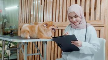 jovem fêmea muçulmano veterinário com estetoscópio examinando cachorro dentro veterinario clínica video