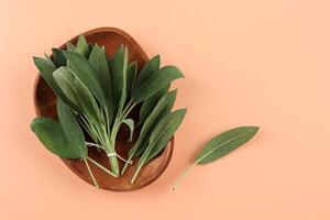 Sage Leaves or Salvia officinalis foliage on Wooden Plate. photo