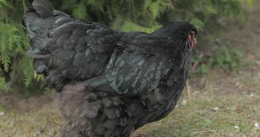 pollo en el yarda cerca árbol. negro pollo en pueblo video