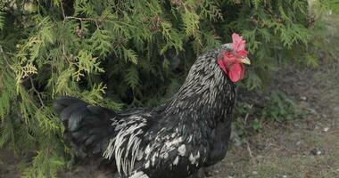 Rooster in the yard near tree. Close-up shot. Black rooster in village video