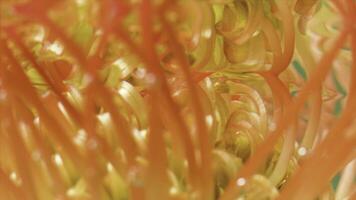 de cerca de flor con submarino burbujas valores imágenes. hermosa brillante flor debajo agua. flor brote en claro agua foto