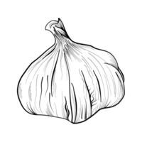 black and white hand-drawn garlic heads vector