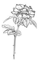 hand drawing of a rose flower with a long stem vector