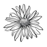 black and white drawing of a chrysanthemum flower vector