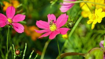 abejas succión néctar desde rosado flor, miel abeja en un rosado flor recoge polen, salvaje naturaleza paisaje, abeja y flor, recreación de abeja polinizando un flor video