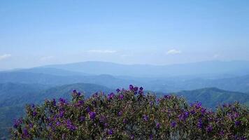 blauw bloeiend boom, Purper bloemen, gefilmd in de bergen Oppervlakte in een mooi landschap met bergen in achtergrond, antenne visie ochtend- landschap de nevel vloeiende over- de hoog bergen video