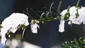 Icicles and melting ice hanging on fir tree in December and January wintertime as frozen water is melting in sunshine in macro view with sparkling sunrays in frozen forest snowy season with cold ice video