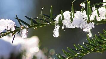 ijspegels en smelten ijs hangende Aan Spar boom in december en januari wintertijd net zo bevroren water is smelten in zonneschijn in macro visie met sprankelend zonnestralen in bevroren Woud besneeuwd seizoen met verkoudheid ijs video