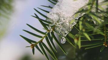 Icicles and melting ice hanging on fir tree in December and January wintertime as frozen water is melting in sunshine in macro view with sparkling sunrays in frozen forest snowy season with cold ice video