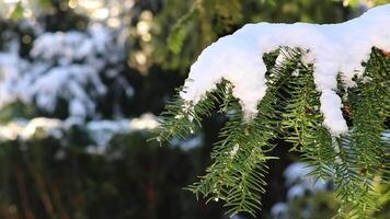 ijspegels en smelten ijs hangende Aan Spar boom in december en januari wintertijd net zo bevroren water is smelten in zonneschijn in macro visie met sprankelend zonnestralen in bevroren Woud besneeuwd seizoen met verkoudheid ijs video