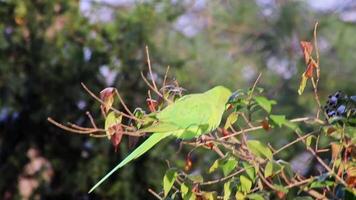 Grün Sittich oder Ringhals Sittich im Winter wie angreifend Spezies erobert Europa und überlebt sogar schneebedeckt Winter Jahreszeit wie hungrig Vogel mit Intelligenz und adaptiv Verhalten und rot Schnabel Pest video