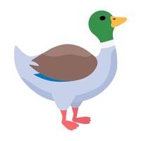 Duck in cartoon style. Drake duck. Male of water bird. Children's illustration vector