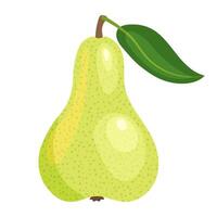 Pear is the fruit of summer and autumn. Fresh juicy pear with a leaf vector