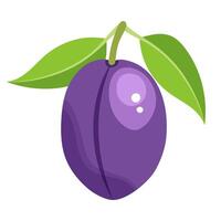 Plum is a fruit of summer and autumn. Fresh juicy plum with a leaf vector
