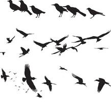 A flock of birds go up. Black silhouette on a white background. vector